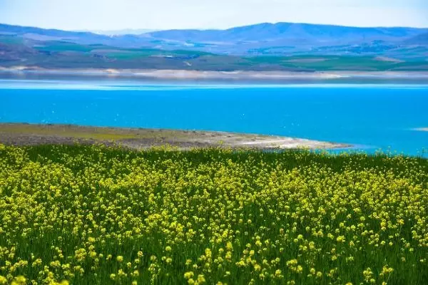 TUNCELİ HARDAL ÇİÇEKLERİ, TUNCELİ'Yİ SARIYA BOYADI TUNCELİ HARDAL ÇİÇEKLERİ, TUNCELİ'Yİ SARIYA BOYADI