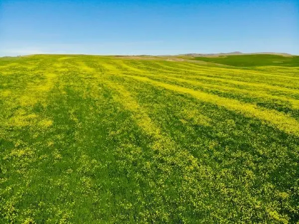 TUNCELİ HARDAL ÇİÇEKLERİ, TUNCELİ'Yİ SARIYA BOYADI TUNCELİ HARDAL ÇİÇEKLERİ, TUNCELİ'Yİ SARIYA BOYADI