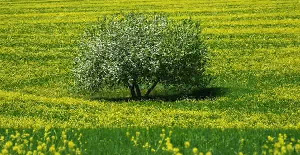 TUNCELİ HARDAL ÇİÇEKLERİ, TUNCELİ'Yİ SARIYA BOYADI TUNCELİ HARDAL ÇİÇEKLERİ, TUNCELİ'Yİ SARIYA BOYADI
