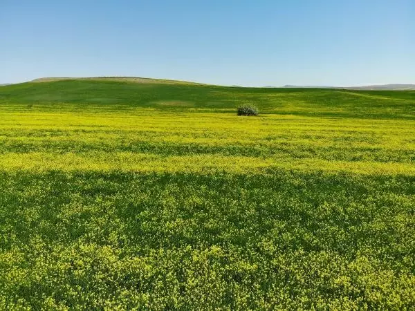 TUNCELİ HARDAL ÇİÇEKLERİ, TUNCELİ'Yİ SARIYA BOYADI TUNCELİ HARDAL ÇİÇEKLERİ, TUNCELİ'Yİ SARIYA BOYADI