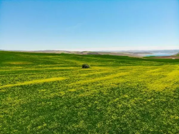 TUNCELİ HARDAL ÇİÇEKLERİ, TUNCELİ'Yİ SARIYA BOYADI TUNCELİ HARDAL ÇİÇEKLERİ, TUNCELİ'Yİ SARIYA BOYADI