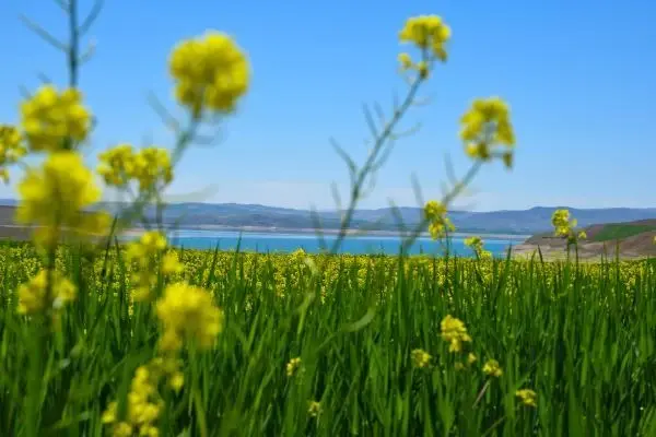 TUNCELİ HARDAL ÇİÇEKLERİ, TUNCELİ'Yİ SARIYA BOYADI TUNCELİ HARDAL ÇİÇEKLERİ, TUNCELİ'Yİ SARIYA BOYADI
