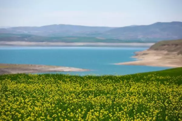 TUNCELİ HARDAL ÇİÇEKLERİ, TUNCELİ'Yİ SARIYA BOYADI TUNCELİ HARDAL ÇİÇEKLERİ, TUNCELİ'Yİ SARIYA BOYADI