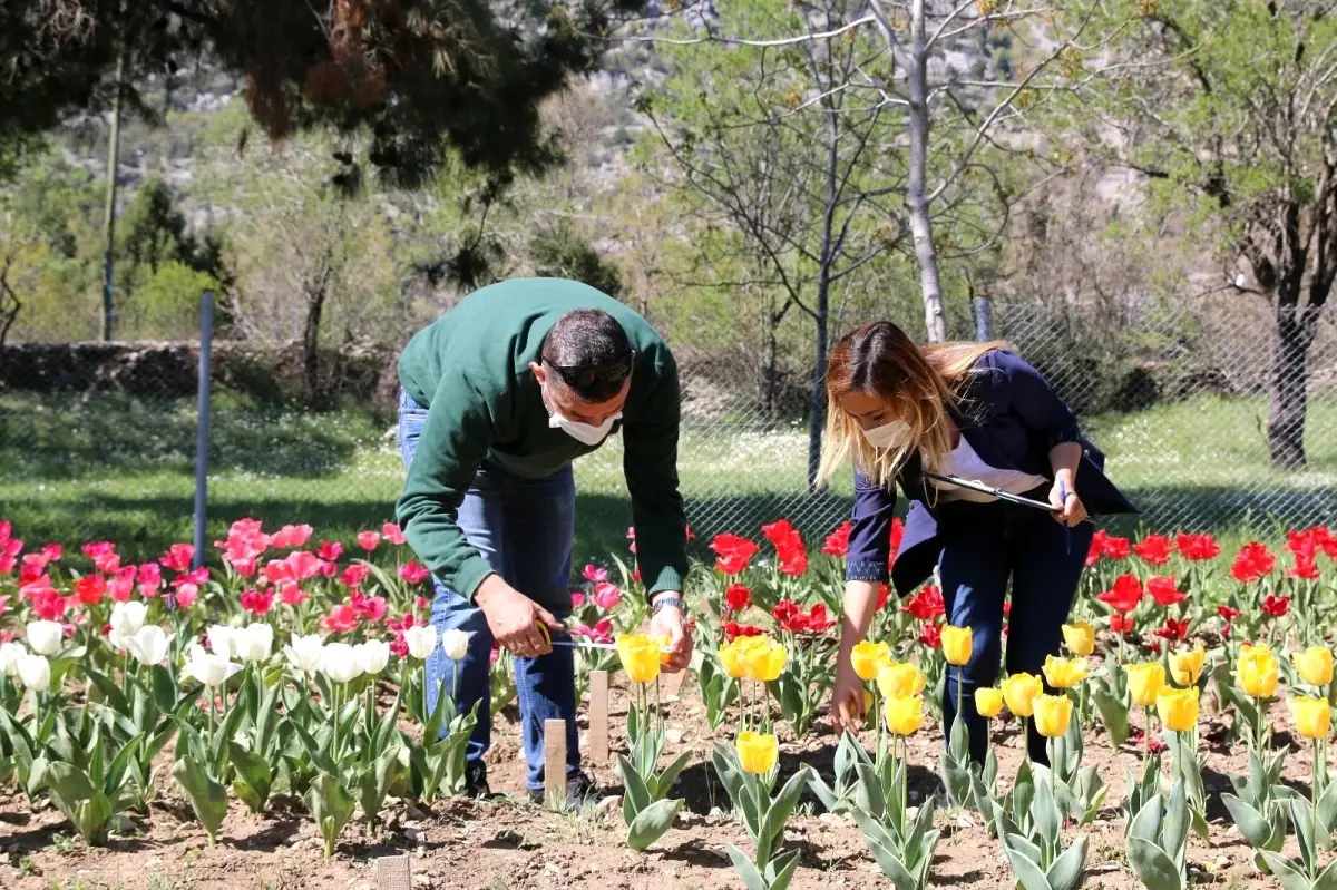 Son dakika: Antalya'da 10 bin lale soğanının açan çiçekleri görsel şölen sunuyor