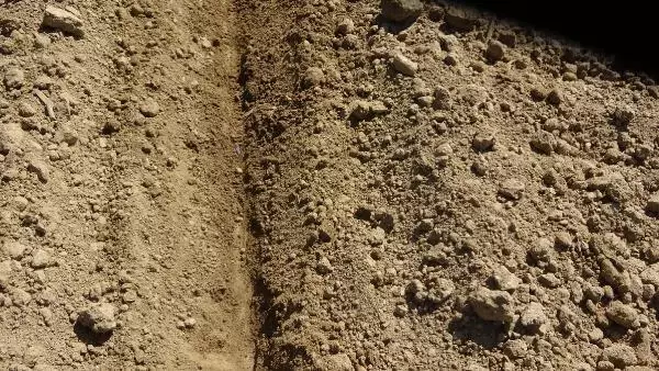 AYDIN İNCİRLİOVA 'DA ÜRETİCİ 'BEYAZ ALTIN PAMUK YERİNE, DAHA AZ SU İSTEYEN AYÇİÇEĞİNE YÖNELMEYE BAŞLADI AYDIN İNCİRLİOVA 'DA ÜRETİCİ 'BEYAZ ALTIN PAMUK YERİNE, DAHA AZ SU İSTEYEN AYÇİÇEĞİNE YÖNELMEYE BAŞLADI