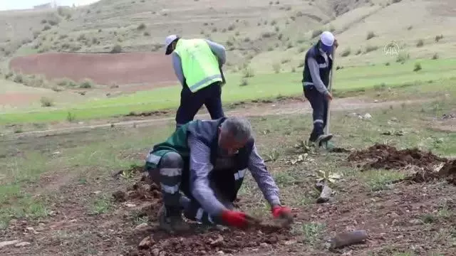 Islah edilen vahşi çöp depolama alanı ağaçlandırılıyor