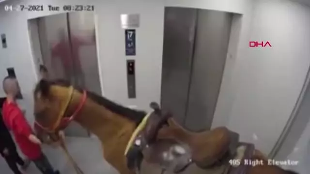 İsrail'de asansöre at bindirmeye çalışan 2 kişiye gözaltı İsrail'de asansöre at bindirmeye çalışan 2 kişiye gözaltı
