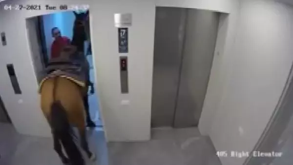 İsrail'de asansöre at bindirmeye çalışan 2 kişiye gözaltı İsrail'de asansöre at bindirmeye çalışan 2 kişiye gözaltı