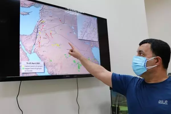 İstilacı çöl çekirgesi birçok ülkeyi etkisi altına altına aldı! Tedbir alınmazsa sıra Türkiye'de İstilacı çöl çekirgesi birçok ülkeyi etkisi altına altına aldı! Tedbir alınmazsa sıra Türkiye'de