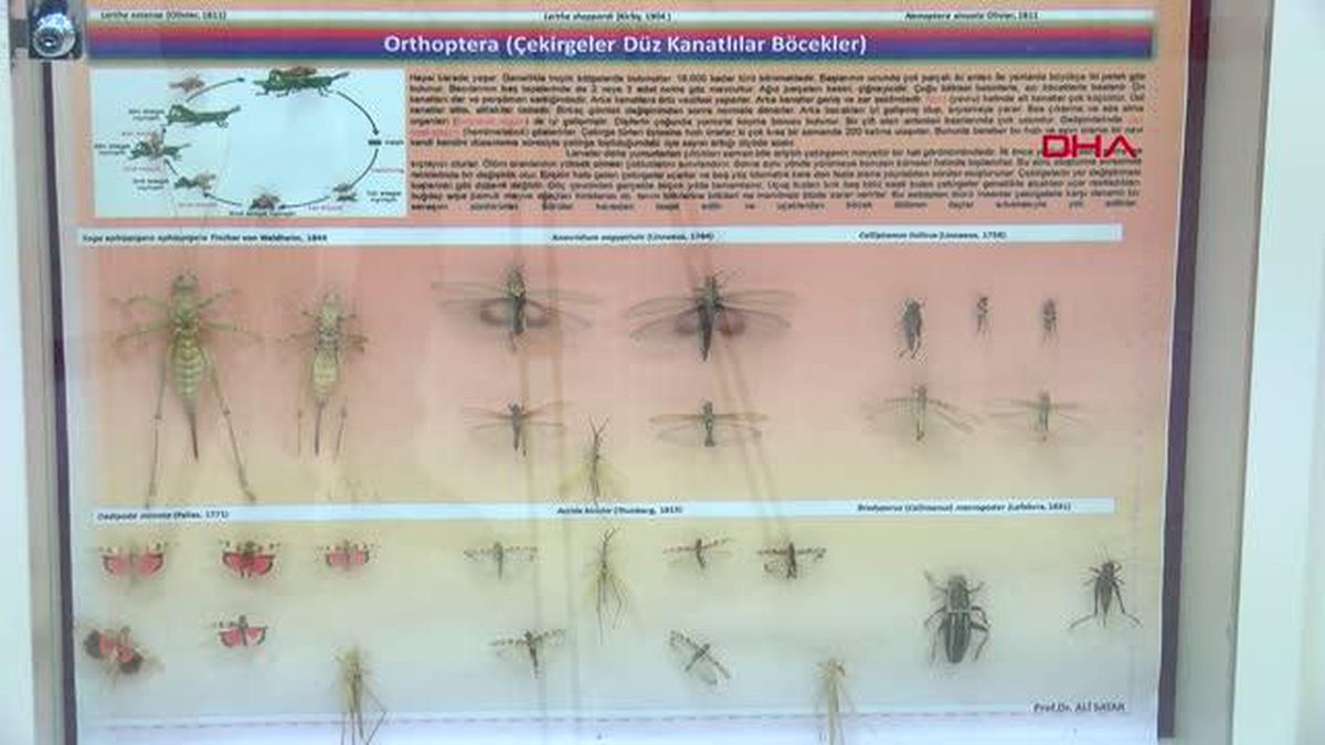 Gelince milyonlarcası geliyor! İstilacı çöl çekirgeleri Türkiye sınırına dayandı