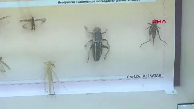 Gelince milyonlarcası geliyor! İstilacı çöl çekirgeleri Türkiye sınırına dayandı Gelince milyonlarcası geliyor! İstilacı çöl çekirgeleri Türkiye sınırına dayandı