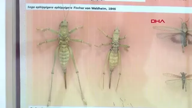 Gelince milyonlarcası geliyor! İstilacı çöl çekirgeleri Türkiye sınırına dayandı Gelince milyonlarcası geliyor! İstilacı çöl çekirgeleri Türkiye sınırına dayandı