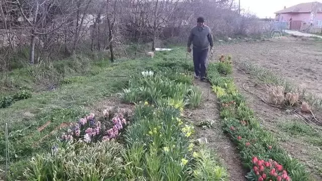 Karamanlı doğasever, bahçesinde yetiştirdiği endemik bitkileri dağlara ekiyor Karamanlı doğasever, bahçesinde yetiştirdiği endemik bitkileri dağlara ekiyor