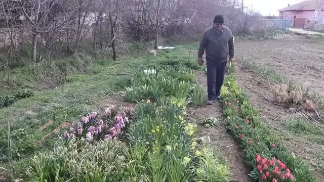 Karamanlı doğasever, bahçesinde yetiştirdiği endemik bitkileri dağlara ekiyor Karamanlı doğasever, bahçesinde yetiştirdiği endemik bitkileri dağlara ekiyor