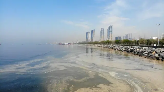 Kartal'da başlayan deniz salyası istilası Pendik sahillerine kadar geldi Kartal'da başlayan deniz salyası istilası Pendik sahillerine kadar geldi