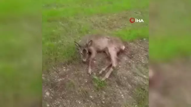 Kopeklerin saldırdığı karacayı mahalle sakinleri kurtardı Kopeklerin saldırdığı karacayı mahalle sakinleri kurtardı