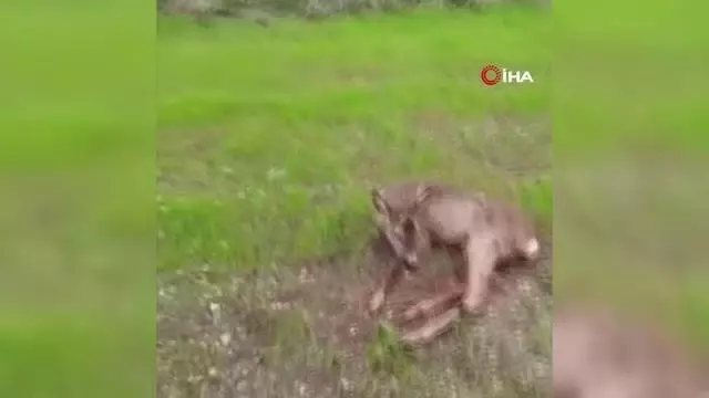 Kopeklerin saldırdığı karacayı mahalle sakinleri kurtardı Kopeklerin saldırdığı karacayı mahalle sakinleri kurtardı