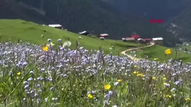 Son dakika haberi | Koronavirüs vakası görülmeyen yaylada yaşıyorlar Son dakika haberi | Koronavirüs vakası görülmeyen yaylada yaşıyorlar