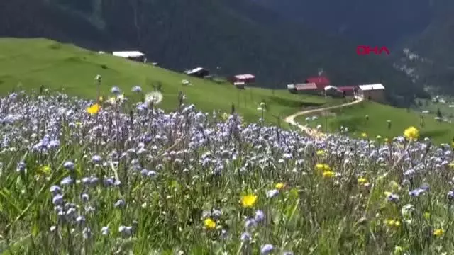 Son dakika haberi | Koronavirüs vakası görülmeyen yaylada yaşıyorlar Son dakika haberi | Koronavirüs vakası görülmeyen yaylada yaşıyorlar