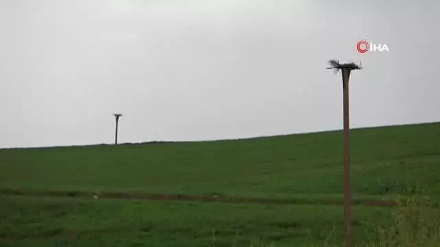 Leyleklere telefon direklerinden yuva Leyleklere telefon direklerinden yuva