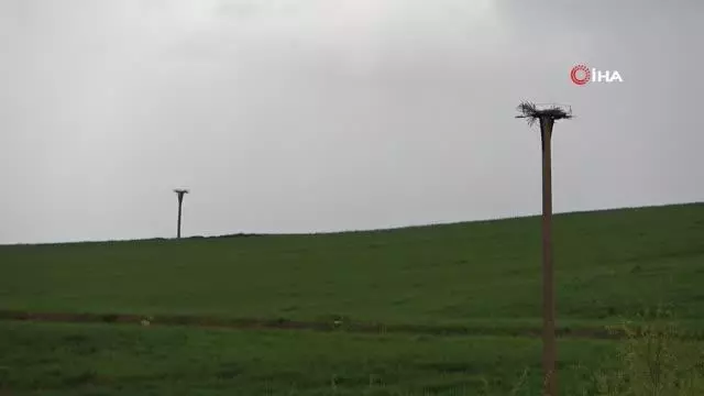 Leyleklere telefon direklerinden yuva Leyleklere telefon direklerinden yuva