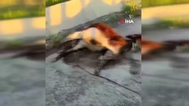Mardinli tır şoförü, veteriner akrabasını görüntülü arayarak doğum yaptırdığı eşeğin hayatını kurtardı Mardinli tır şoförü, veteriner akrabasını görüntülü arayarak doğum yaptırdığı eşeğin hayatını kurtardı