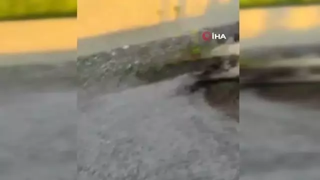 Mardinli tır şoförü, veteriner akrabasını görüntülü arayarak doğum yaptırdığı eşeğin hayatını kurtardı Mardinli tır şoförü, veteriner akrabasını görüntülü arayarak doğum yaptırdığı eşeğin hayatını kurtardı