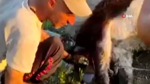 Mardinli tır şoförü, veteriner akrabasını görüntülü arayarak doğum yaptırdığı eşeğin hayatını kurtardı Mardinli tır şoförü, veteriner akrabasını görüntülü arayarak doğum yaptırdığı eşeğin hayatını kurtardı