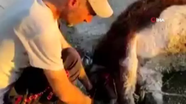 Mardinli tır şoförü, veteriner akrabasını görüntülü arayarak doğum yaptırdığı eşeğin hayatını kurtardı Mardinli tır şoförü, veteriner akrabasını görüntülü arayarak doğum yaptırdığı eşeğin hayatını kurtardı