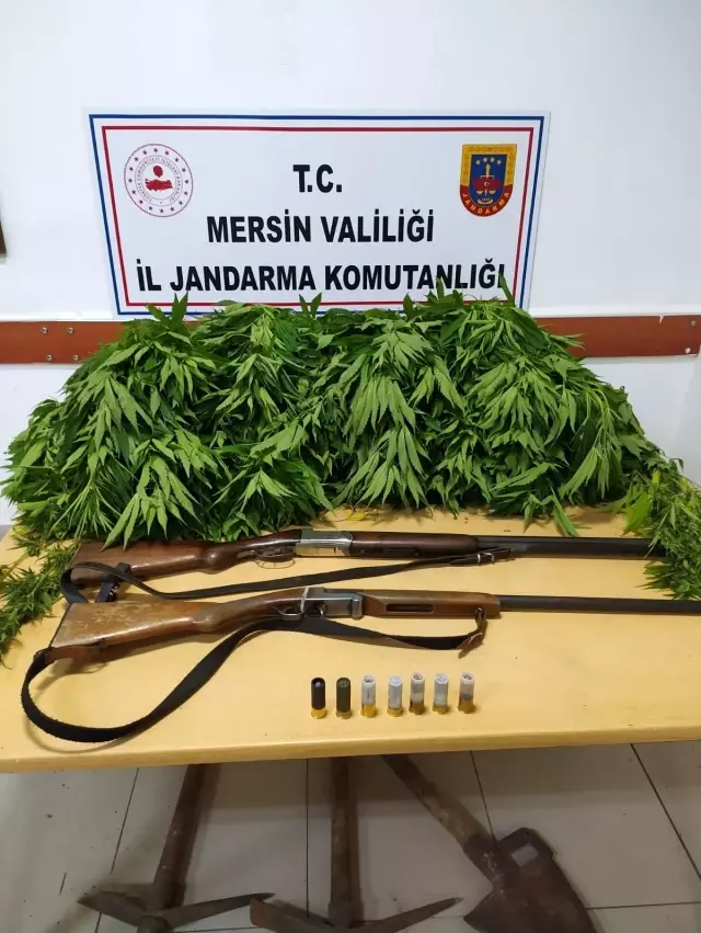 Mersin'de kenevir yetiştiren 3 kişi gözaltına alındı Mersin'de kenevir yetiştiren 3 kişi gözaltına alındı