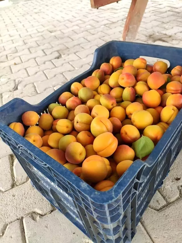 Mersin'de sofralık kayısı hasadı başladı Mersin'de sofralık kayısı hasadı başladı