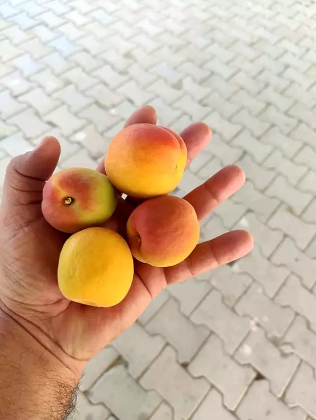 Mersin'de sofralık kayısı hasadı başladı Mersin'de sofralık kayısı hasadı başladı