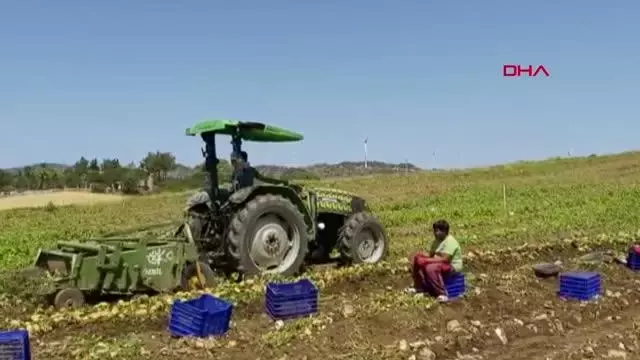Mevsimin ilk patates hasadı Datça'da yapıldı Mevsimin ilk patates hasadı Datça'da yapıldı