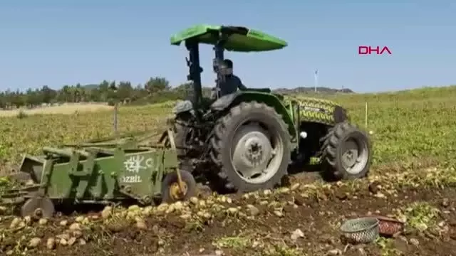 Datça'da patates üretimi tam kapanmada da sürüyor Datça'da patates üretimi tam kapanmada da sürüyor