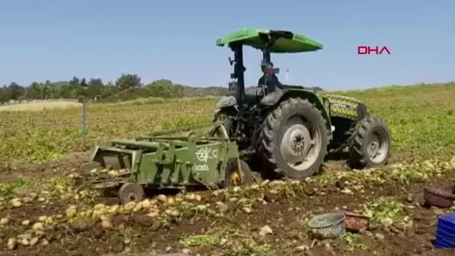 Mevsimin ilk patates hasadı Datça'da yapıldı Mevsimin ilk patates hasadı Datça'da yapıldı