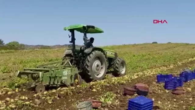 Mevsimin ilk patates hasadı Datça'da yapıldı Mevsimin ilk patates hasadı Datça'da yapıldı