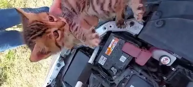 Otomobilden kurtardıkları yavru kediyi sahiplendiler Otomobilden kurtardıkları yavru kediyi sahiplendiler