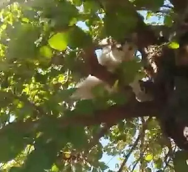 Sahibinin ağaçtaki kediyi Ege şivesiyle kurtarma çabası, gülümsetti Sahibinin ağaçtaki kediyi Ege şivesiyle kurtarma çabası, gülümsetti