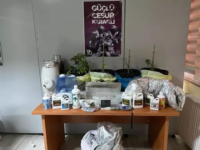 Sarıyer'de 'saksıda hint keneviri' operasyonu Sarıyer'de 'saksıda hint keneviri' operasyonu