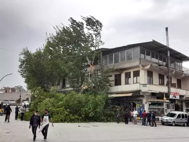 Şiddetli rüzgar ağaçları devirdi Şiddetli rüzgar ağaçları devirdi