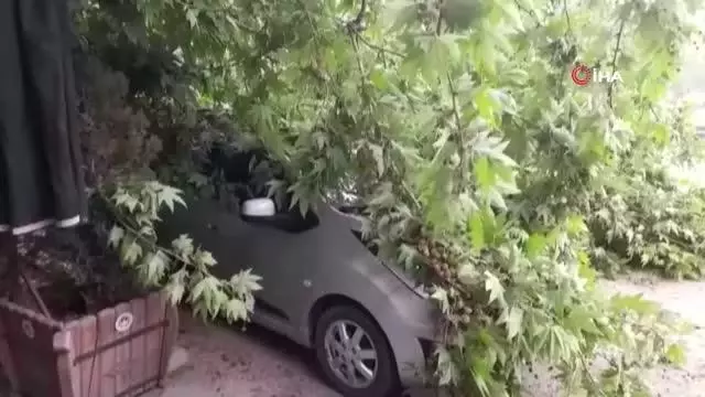 Şiddetli rüzgar ağaçları devirdi Şiddetli rüzgar ağaçları devirdi