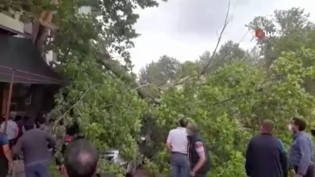 Şiddetli rüzgar ağaçları devirdi Şiddetli rüzgar ağaçları devirdi