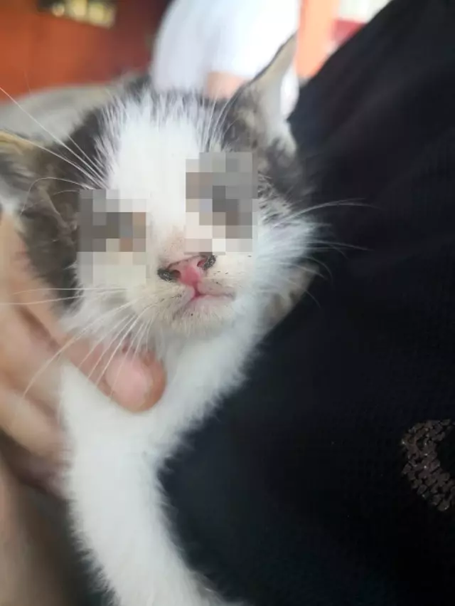 Sokakta kalan yavru kedilere emniyet müdürü sahip çıktı Sokakta kalan yavru kedilere emniyet müdürü sahip çıktı