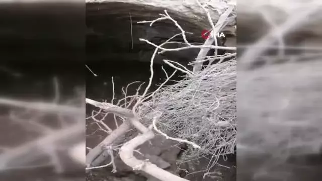 Tahıl kuyusunda mahsur kalan yaban domuzu kurtarıldı Tahıl kuyusunda mahsur kalan yaban domuzu kurtarıldı
