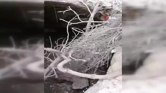 Tahıl kuyusunda mahsur kalan yaban domuzu kurtarıldı Tahıl kuyusunda mahsur kalan yaban domuzu kurtarıldı