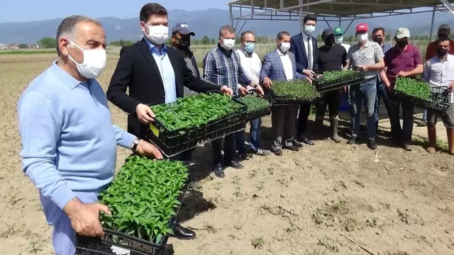 BALIKESİR - Çiftçiye yüzde 50 hibe ile 400 bin fide dağıtıldı BALIKESİR - Çiftçiye yüzde 50 hibe ile 400 bin fide dağıtıldı