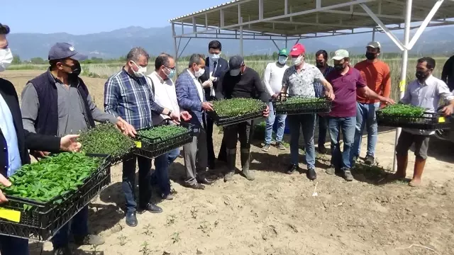 BALIKESİR - Çiftçiye yüzde 50 hibe ile 400 bin fide dağıtıldı BALIKESİR - Çiftçiye yüzde 50 hibe ile 400 bin fide dağıtıldı