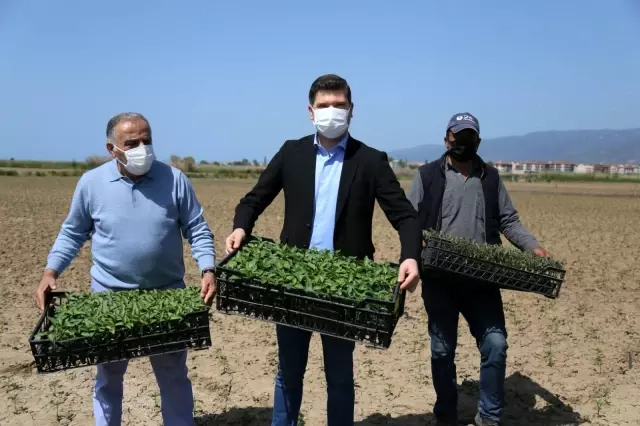 BALIKESİR - Çiftçiye yüzde 50 hibe ile 400 bin fide dağıtıldı BALIKESİR - Çiftçiye yüzde 50 hibe ile 400 bin fide dağıtıldı