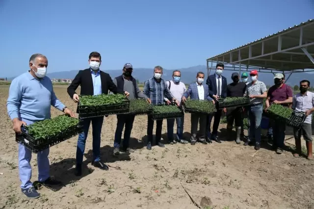 BALIKESİR - Çiftçiye yüzde 50 hibe ile 400 bin fide dağıtıldı BALIKESİR - Çiftçiye yüzde 50 hibe ile 400 bin fide dağıtıldı