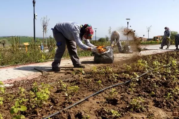 TAM KAPANMANIN İLK GÜNÜNDE KADIN İŞÇİLER, ÇAPA YAPIP, OTLARI TEMİZLEDİ TAM KAPANMANIN İLK GÜNÜNDE KADIN İŞÇİLER, ÇAPA YAPIP, OTLARI TEMİZLEDİ